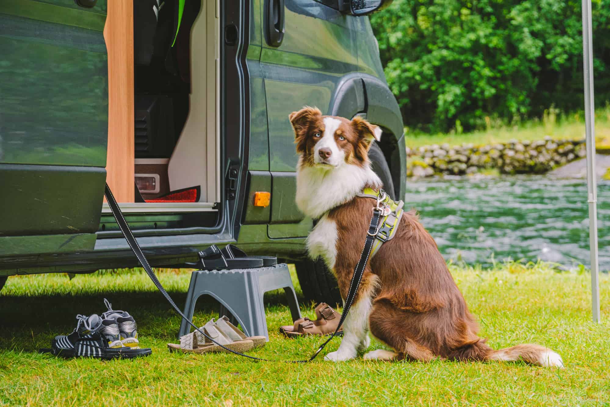 RVing with dog